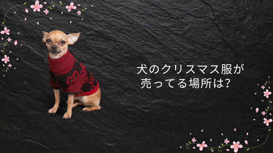 犬のクリスマス服が売ってる場所は？100均やドンキ・カインズなどで買える？販売店を調査！【2025年最新版】