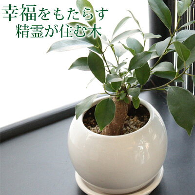Gajyumaru gline